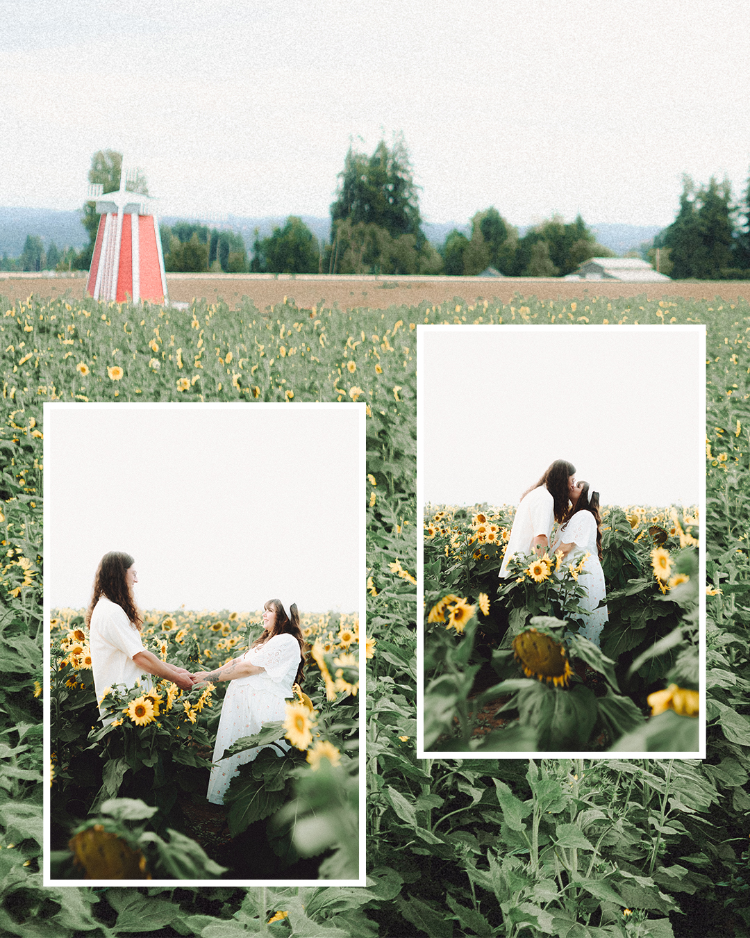 Lovestory Pregnancy Announcement Among the Sunflowers of the Wooden Shoe Tulip Farm — photograph 14 of 39